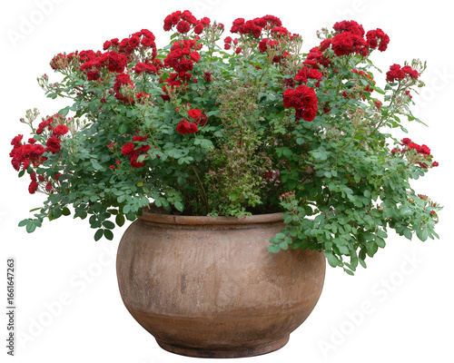Fototapeta Naklejka Na Ścianę i Meble -  Red rose bush in large clay pot lush green leaves vibrant blooming flowers garden decoration romantic atmosphere natural beauty outdoor plant photorealistic style