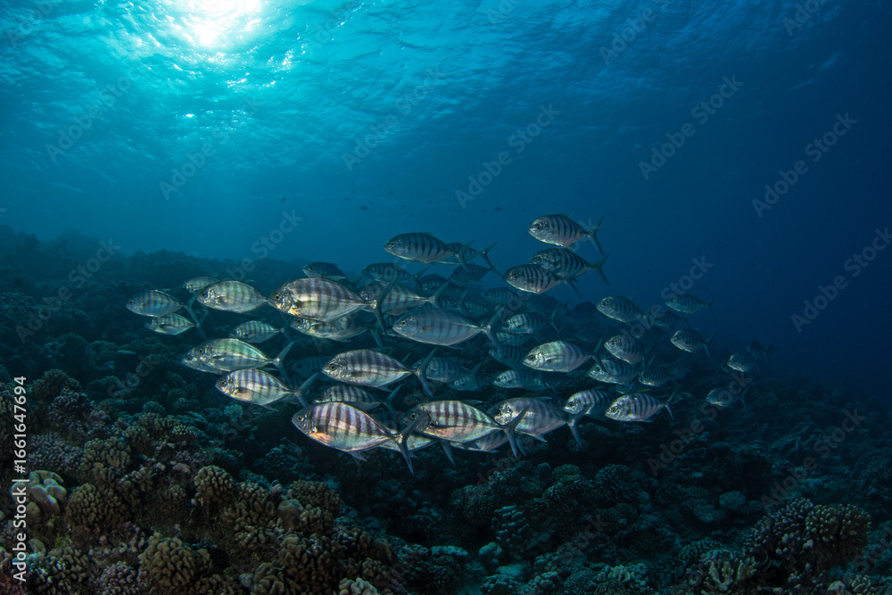 Fototapeta premium A shoal of carangoides ferdau is swimming above the seabed. A banded trevally is swimming near the Fakarava atoll. A shoal of flatfish with black stripes in the Pacific Ocean.