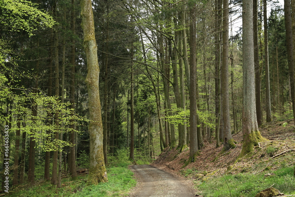 Obraz premium Temperate mixed forest path spring vegetation diversity