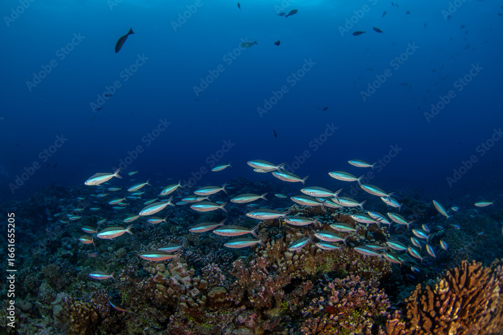 Fototapeta premium A school of pterocaesio tile is searching for food on the seabed. This is a shoal of bluestreak fusilier near the coral at Fakarava Atoll.
