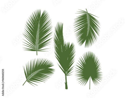 Coconut leaves, also known as coconut fronds, along with green palm leaves, are tropical foliage set against a white background with a clipping path.
