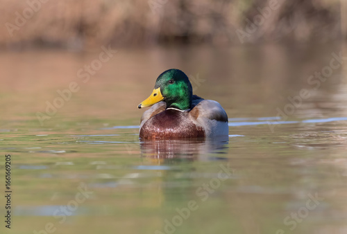 The mallard or wild duck  is a dabbling duck