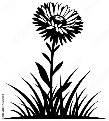 Aster flower in a field with dew and honey bees at sunrise in garden