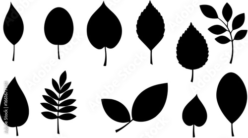 leaf vector 

