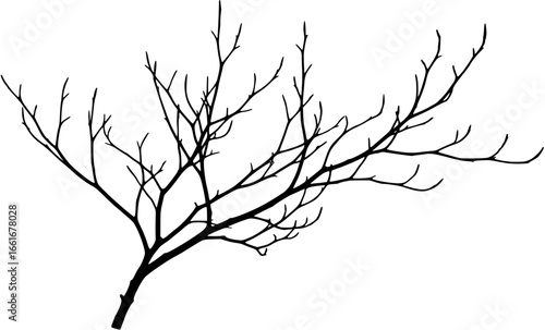 A bare branch Vector 
