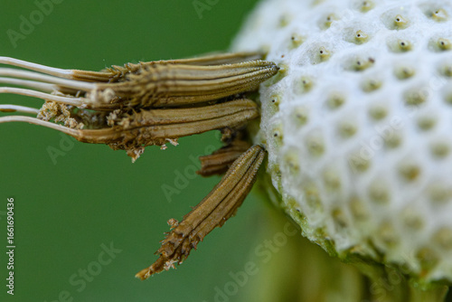 close up of a dandelion seed