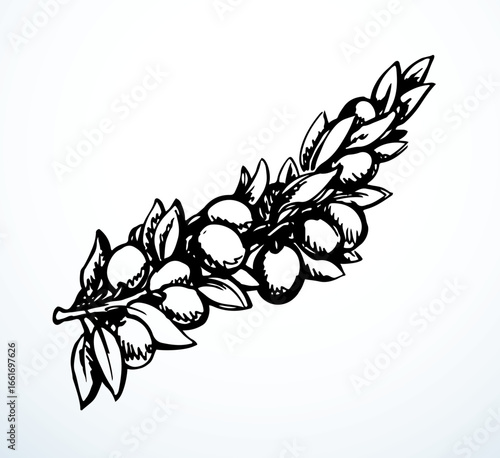 Vector drawing. Olive branch with fruits