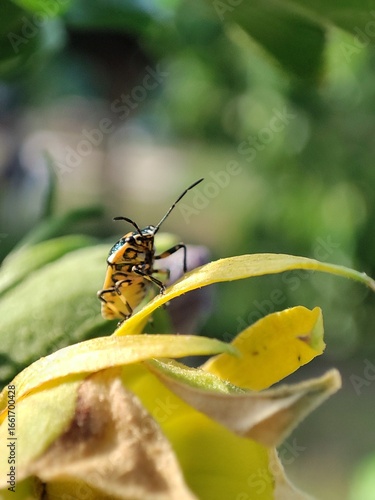  Eurydema ornata. Chinche arlequín. Chinche adornada.