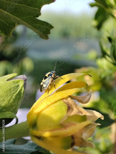Eurydema ornata. Chinche arlequín. Chinche adornada. Chinche de las crucíferas. 