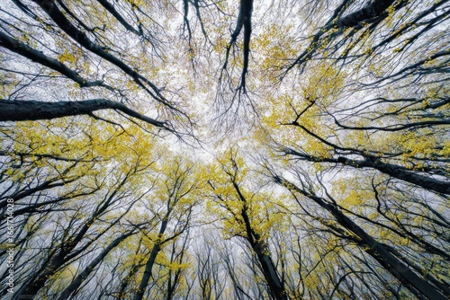 Forest canopy viewed from below with autumnal foliage.