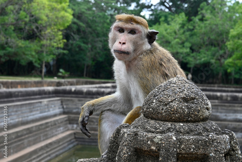 macaque at a religious temple complex