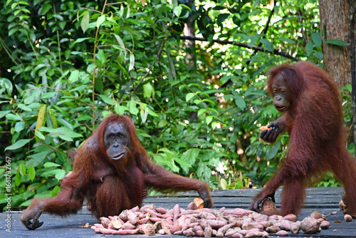 Orangutan Feed