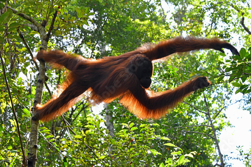 Reaching Orangutan