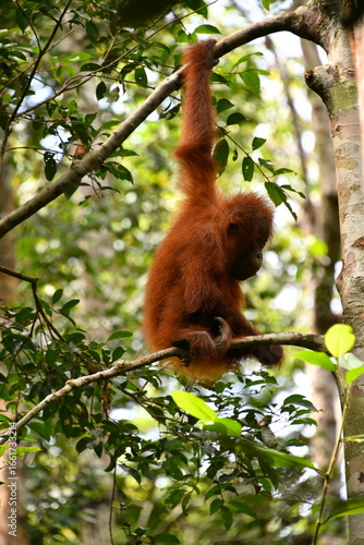 Baby Orangutan getting it's Balance
