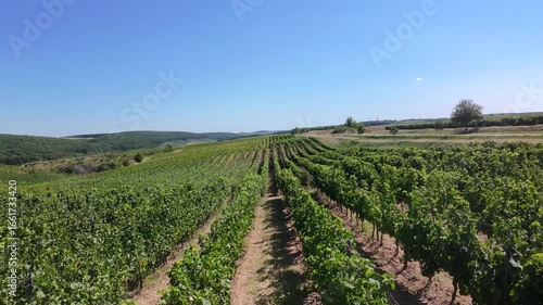 Aerial drone view of lush vineyard of Averesti winery in countryside.