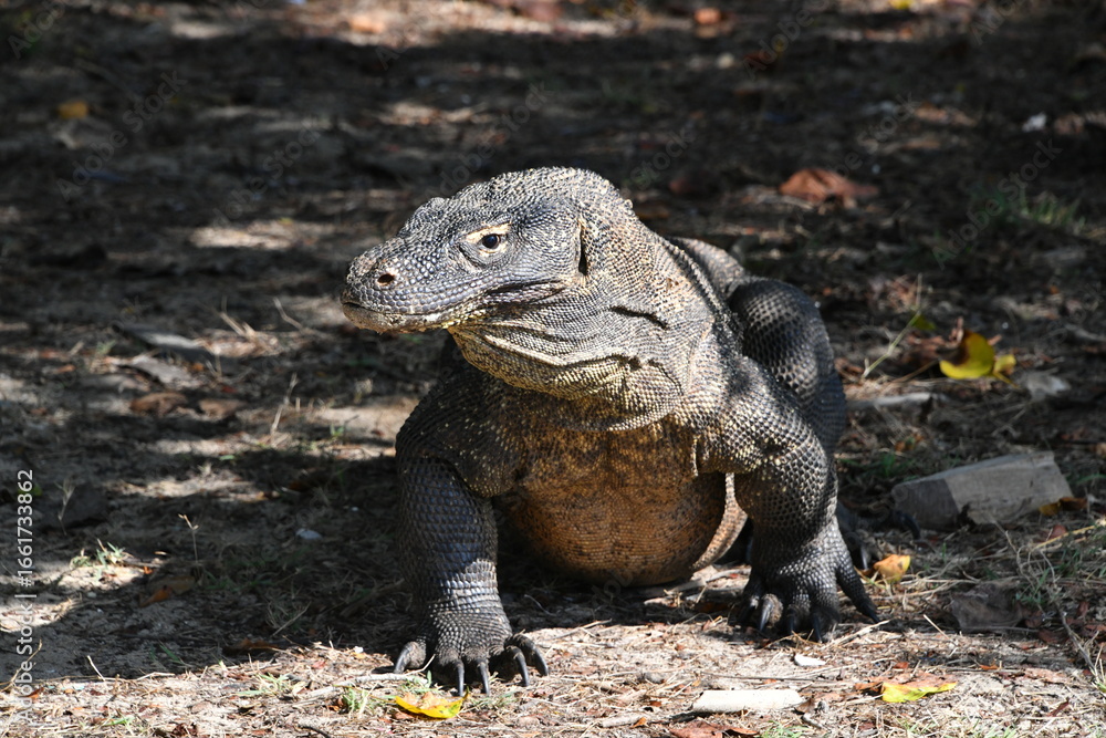Fototapeta premium Komodo Dragon