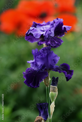 A Morning of Color and Quiet, Where Irises Guard the Fiery Field Beyond