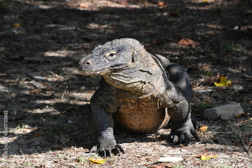 Komodo Dragon