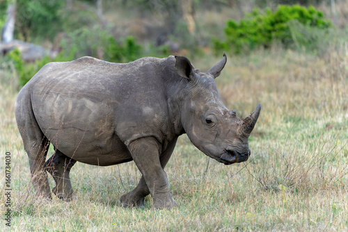 White rhinoceros walking on the plains of a game reserve in the Waterberg Area in South Africa