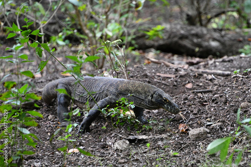 Komodo Dragon