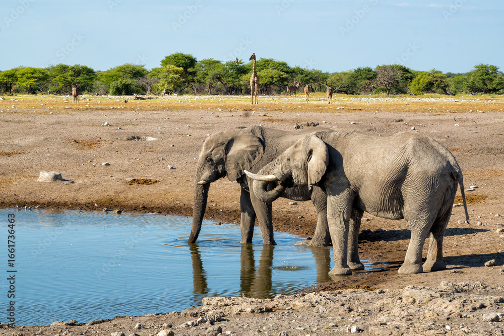 Fototapeta premium Elephant bull hanging around at a waterhole in Etosha National Park in Namibia
