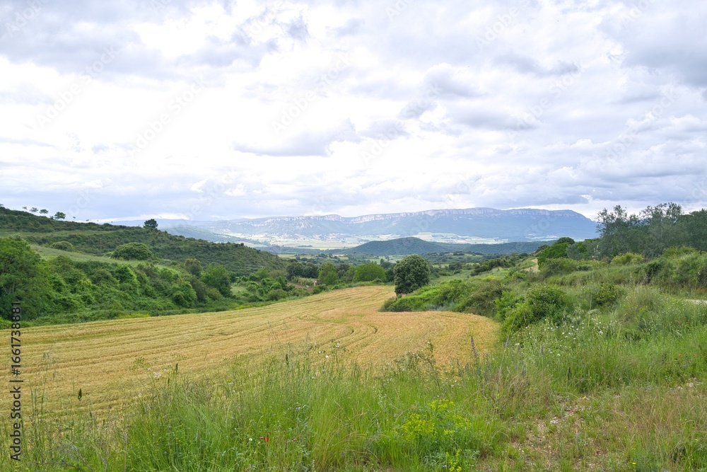 Obraz premium 자연 초목 나무 길 산책로