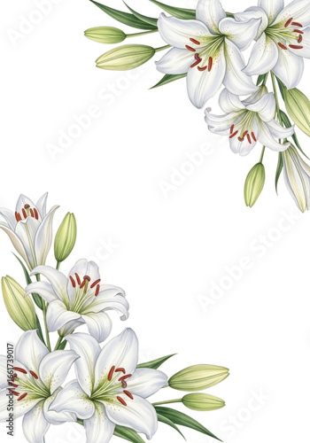 A beautiful design of hand-drawn white madonna lily flowers used as an elegant decorative corner element

