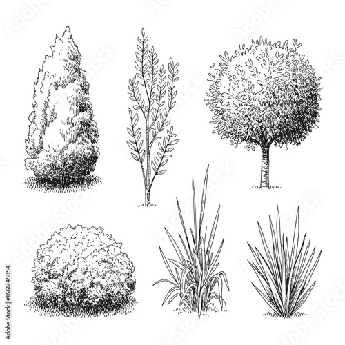 Ornamental Bush and Grass Vector Set  Shrub Silhouette, Landscape Greenery, Decorative Plant Elements for Garden Design