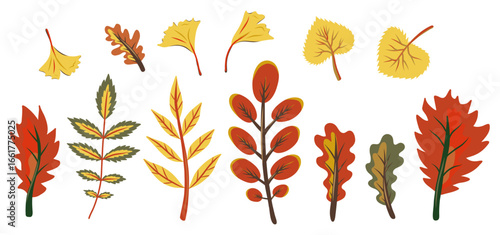 Autumn leaf collection. Set of Yellow, red and green fallen leaves vector illustrations of oak, ginkgo, poplar, rowan, robinia and ash tree leaf.
