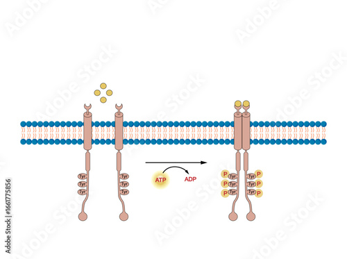 Tyrosine kinase receptor, RTK. Dimerization, phosphorylation, activation. Cell membrane receptors for ligands as growth factors and cytokines. Insulin receptor. Vector illustration.	