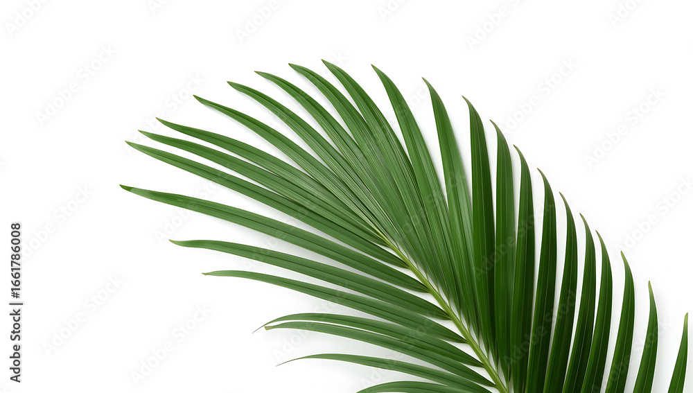 Fototapeta premium green palm frond isolated on white background in symmetrical botanical composition