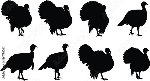 Turkey silhouette, wild bird illustration, farm animal vector, thanksgiving holiday design, poultry symbol, black silhouette, festive decoration, autumn, harvest, wildlife