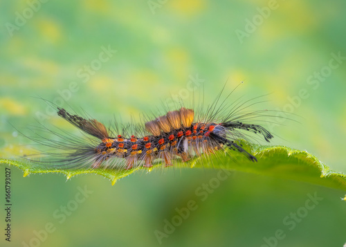 Znamionówka starka (Orgyia antiqua)