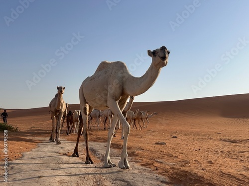 Wallpaper Mural Group of camels walking on the desert Torontodigital.ca