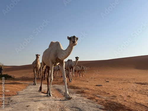 Wallpaper Mural Group of camels walking on the desert Torontodigital.ca