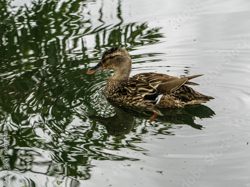 duck on the lake