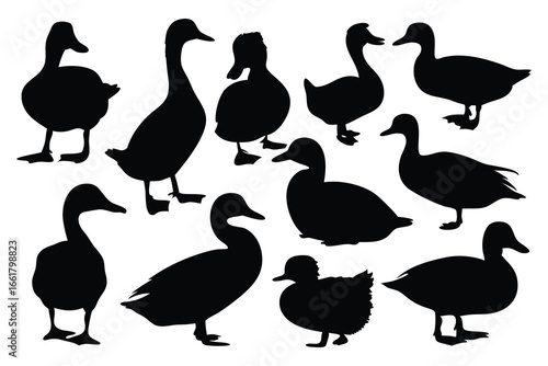  Ducks silhouettes set isolated flat vector illustration on white background.