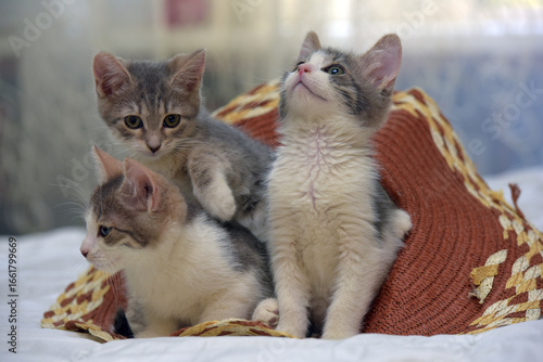 Photography Three kittens sitting together on a white blanket next to a wicker hat
