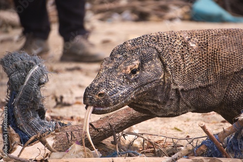 Komodo Dragon in Komodo National Park, Indonesia