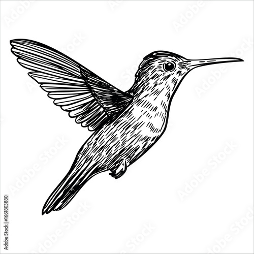 A detailed illustration of a hummingbird in flight. The bird has iridescent feathers and a long, slender beak. Its wings are spread wide, showcasing its agility.