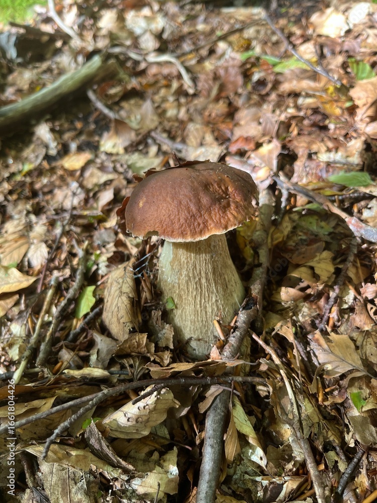 Fototapeta premium Boletus in the Apennines woods, Italy
