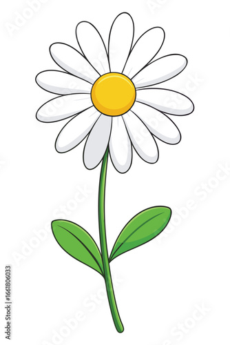 camomile on white background