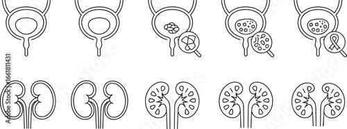 Human kidney and bladder icons, medical illustration, urinary system disease, kidney stone, bladder cancer awareness, nephrology, urology healthcare, flat vector illustration