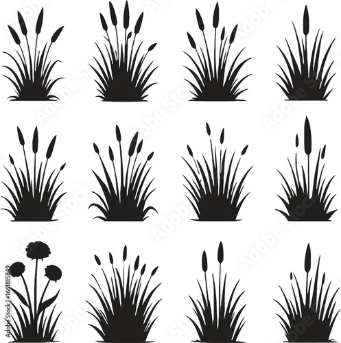 Silhouette reed grass and flower vector illustrations on white background