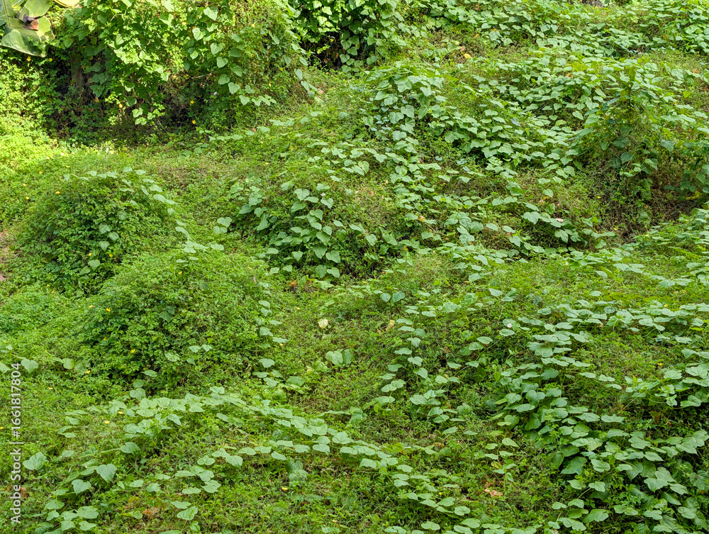 Fototapeta premium Green creeping plants covering the ground surface