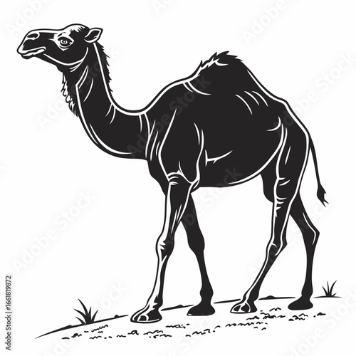 camel on the beach