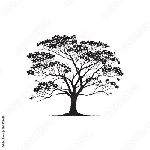 Dogwood Tree Silhouette Isolated on White Background.