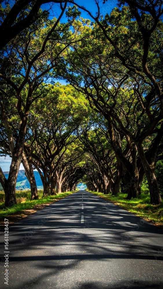Fototapeta premium Scenic Roadway Through Lush Tree Canopy