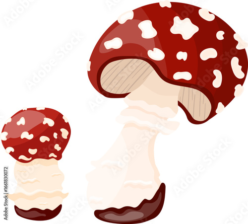 Set mushrooms fly agaric isolated on white background. Bright vector illustration. Hand drown in cartoon design.