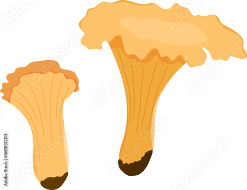 Mushrooms chanterelles isolated on white background. Vector illustration. set go golden chanterelles. Hand drawn illustration. 
